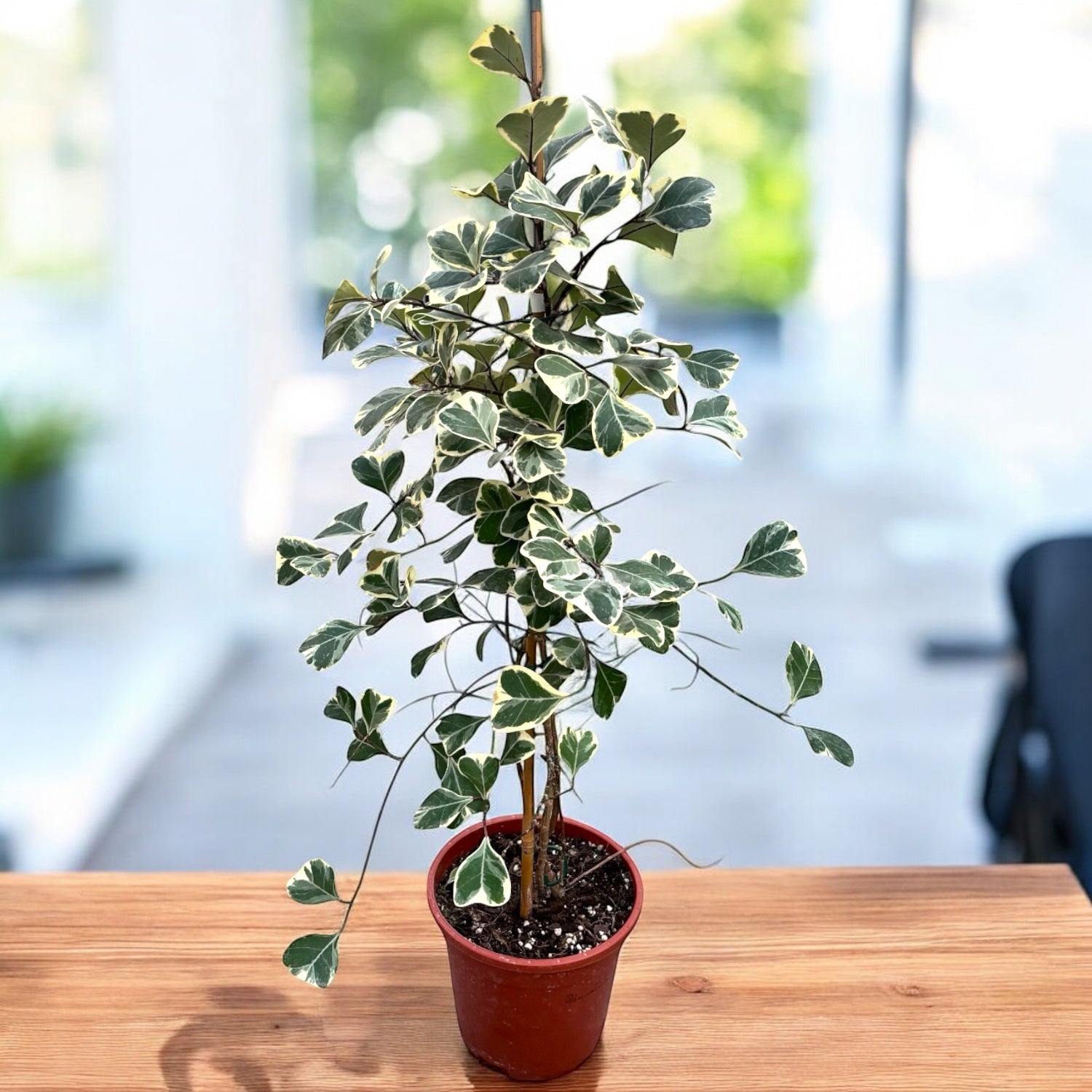 Ficus triangularis 'Sweetheart' variegata
