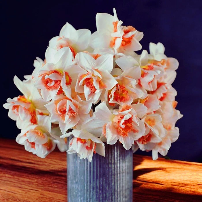 Narcise speciale cu flori duble, parfumate -  Narcissus 'Replete'