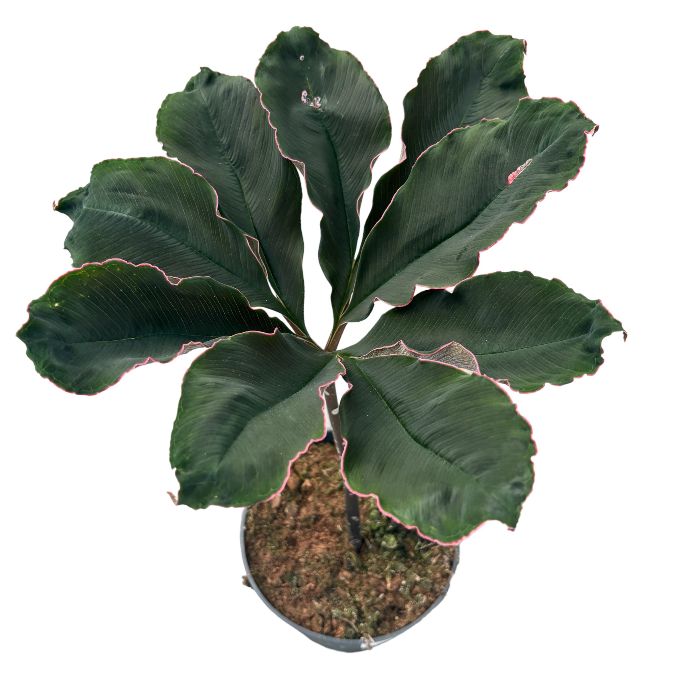 Amorphophallus Atroviridis (Voodoo Lily)