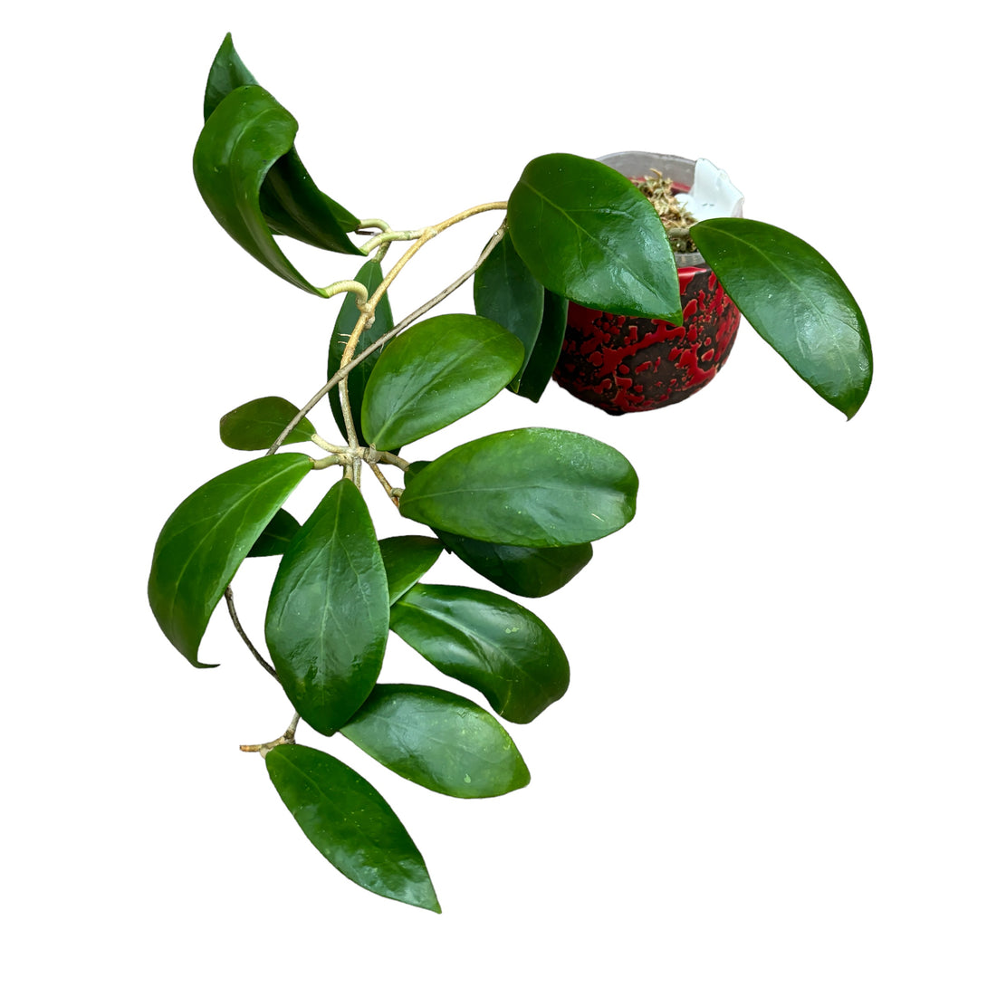 Hoya mindorensis 'Red'