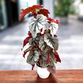 Begonia Looking Glass - varietate spectaculoasa cu frunzis argintiu metalizat (2 plante/ghiveci)