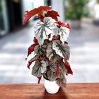 Begonia Looking Glass - varietate spectaculoasa cu frunzis argintiu metalizat (2 plante/ghiveci)