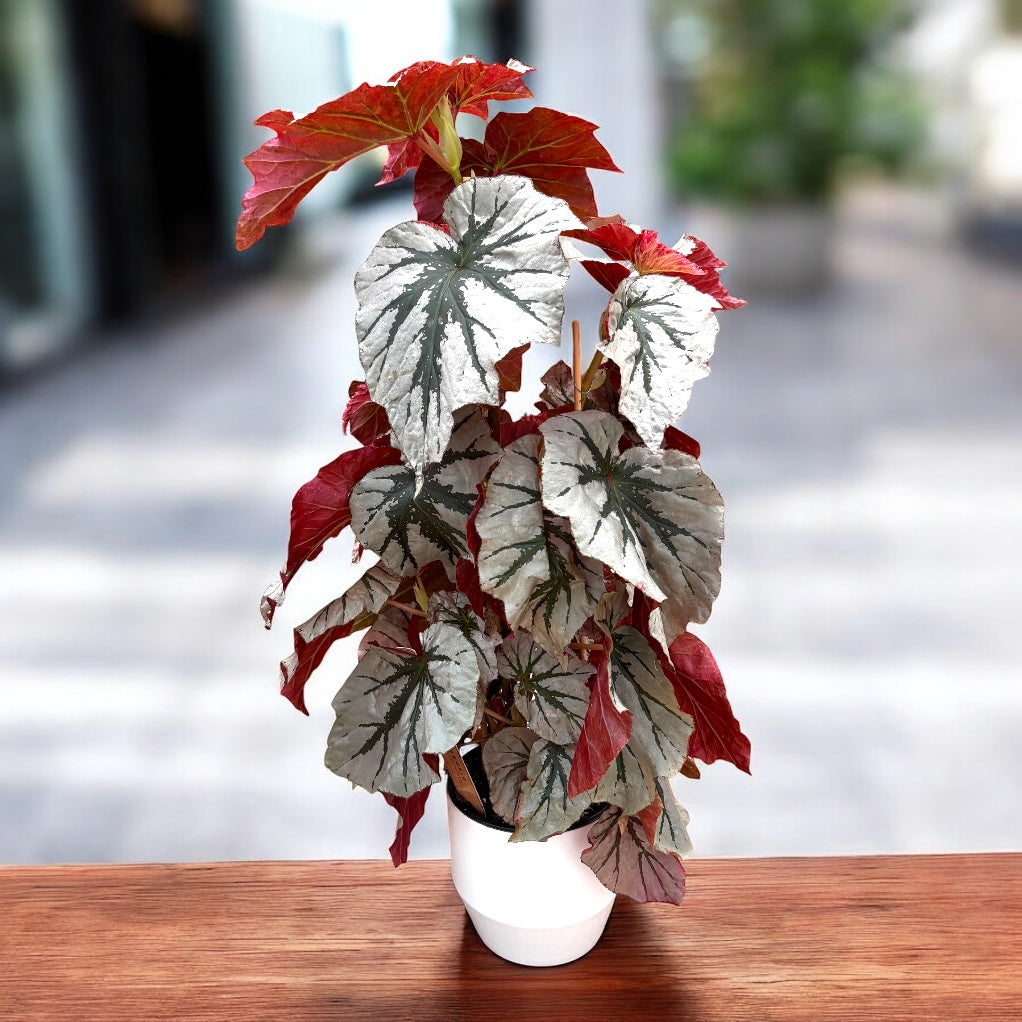 Begonia Looking Glass - varietate spectaculoasa cu frunzis argintiu metalizat (2 plante/ghiveci)