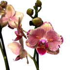 Phalaenopsis Pirate Picotee peloric - fjäril