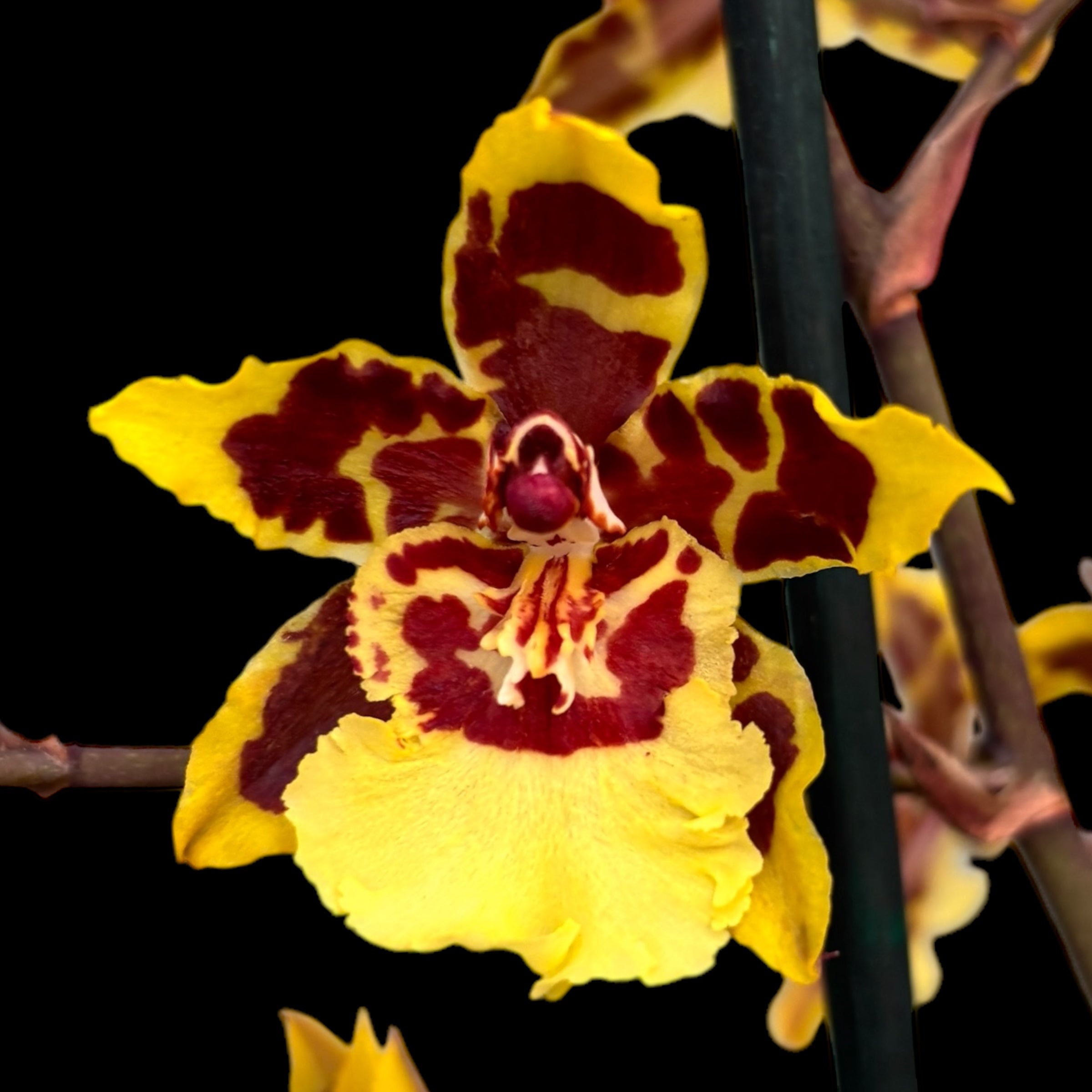 Colmanara Wildcat Gelber Schmetterling