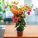 Bougainvillea cu flori duble - Bougainvillea ‘Orange Pink Double’