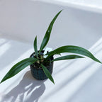 Anthurium pendens 'JA'