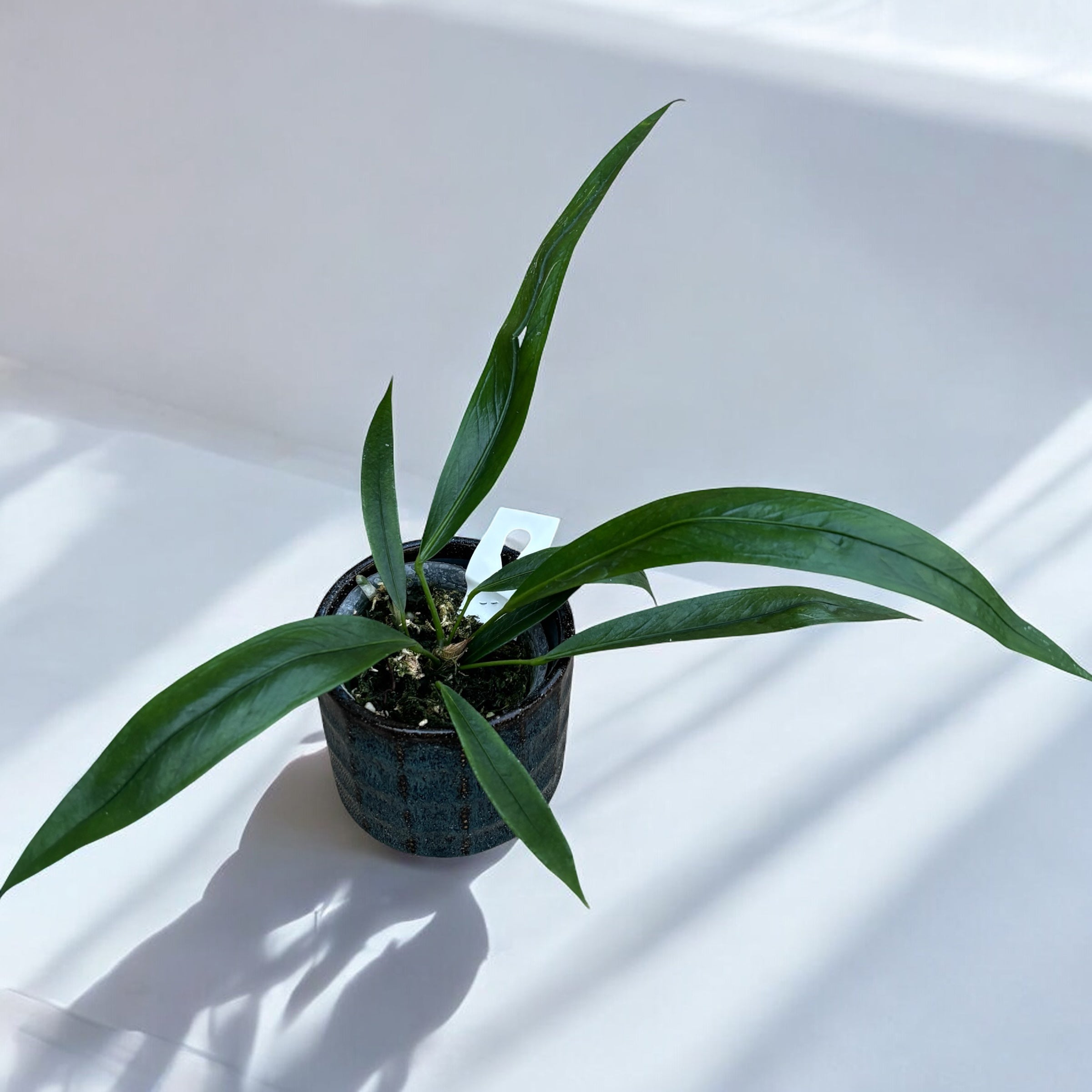 Anthurium pendens 'JA'