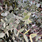 Eucalipt - Eucalyptus parvula (Eucalyptus parvifolia)