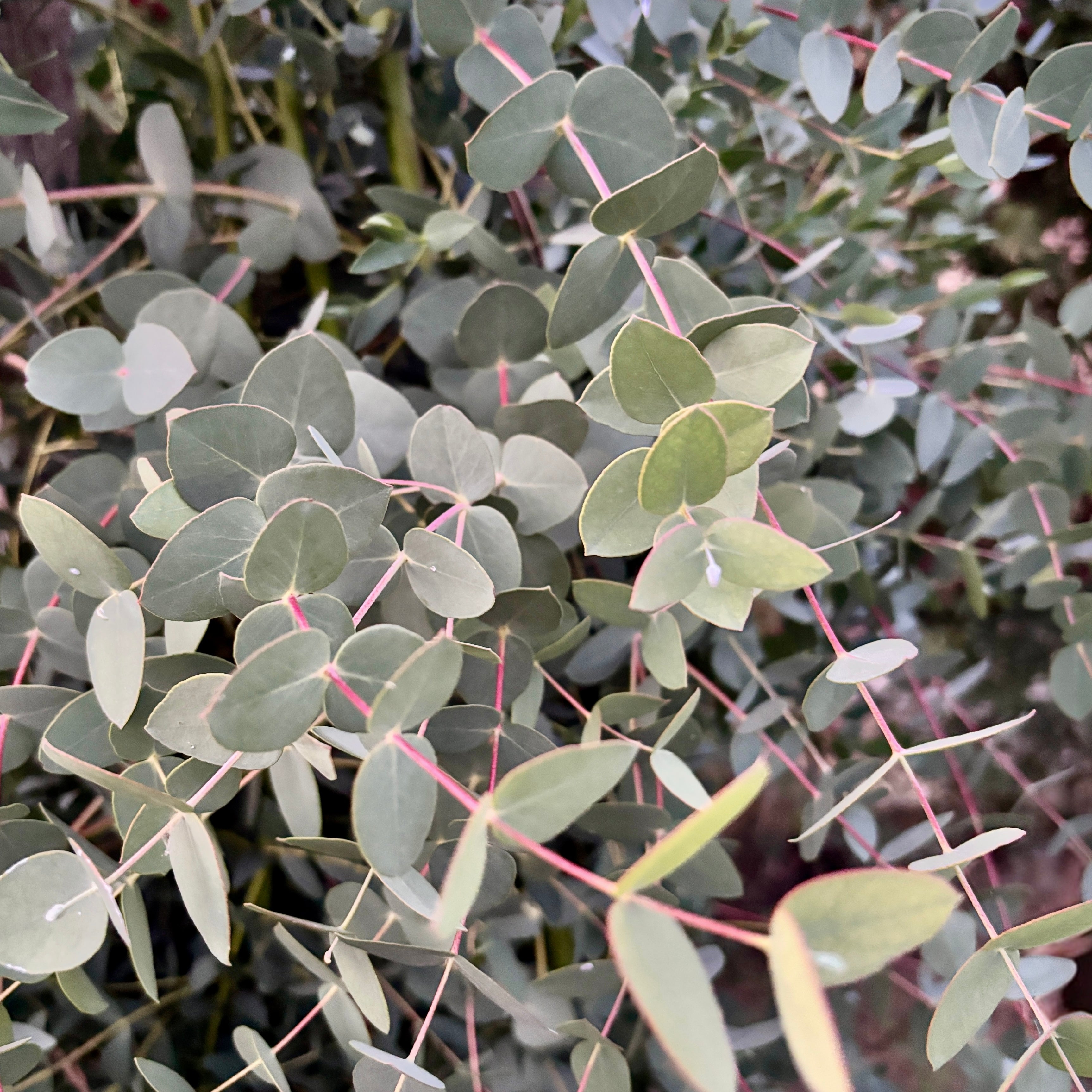 Eucalipt - Eucalyptus parvula (Eucalyptus parvifolia)