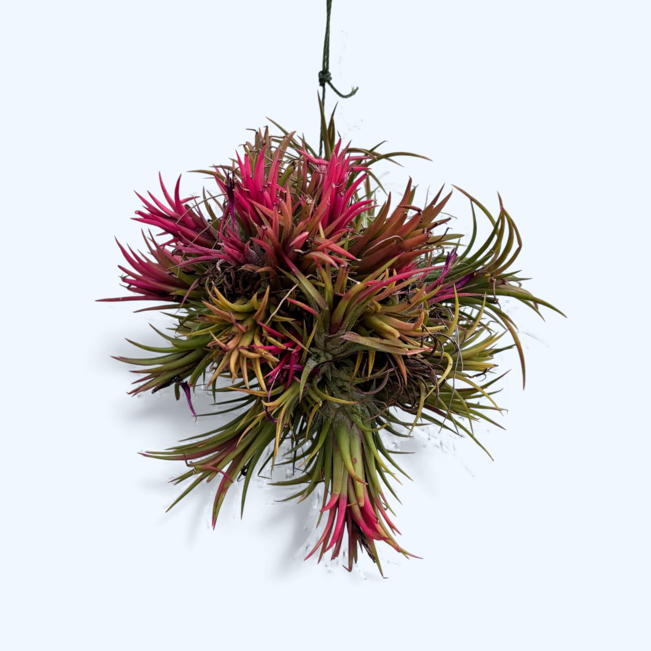 Tillandsia Ionantha Red clump
