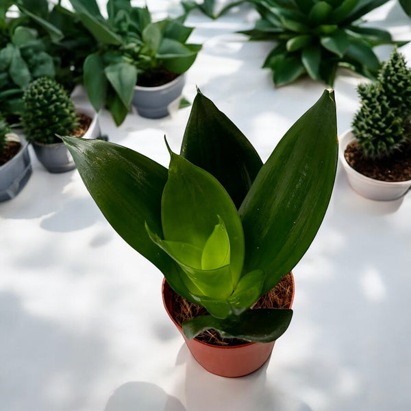 Sansevieria trifasciata 'Black Hahnii'