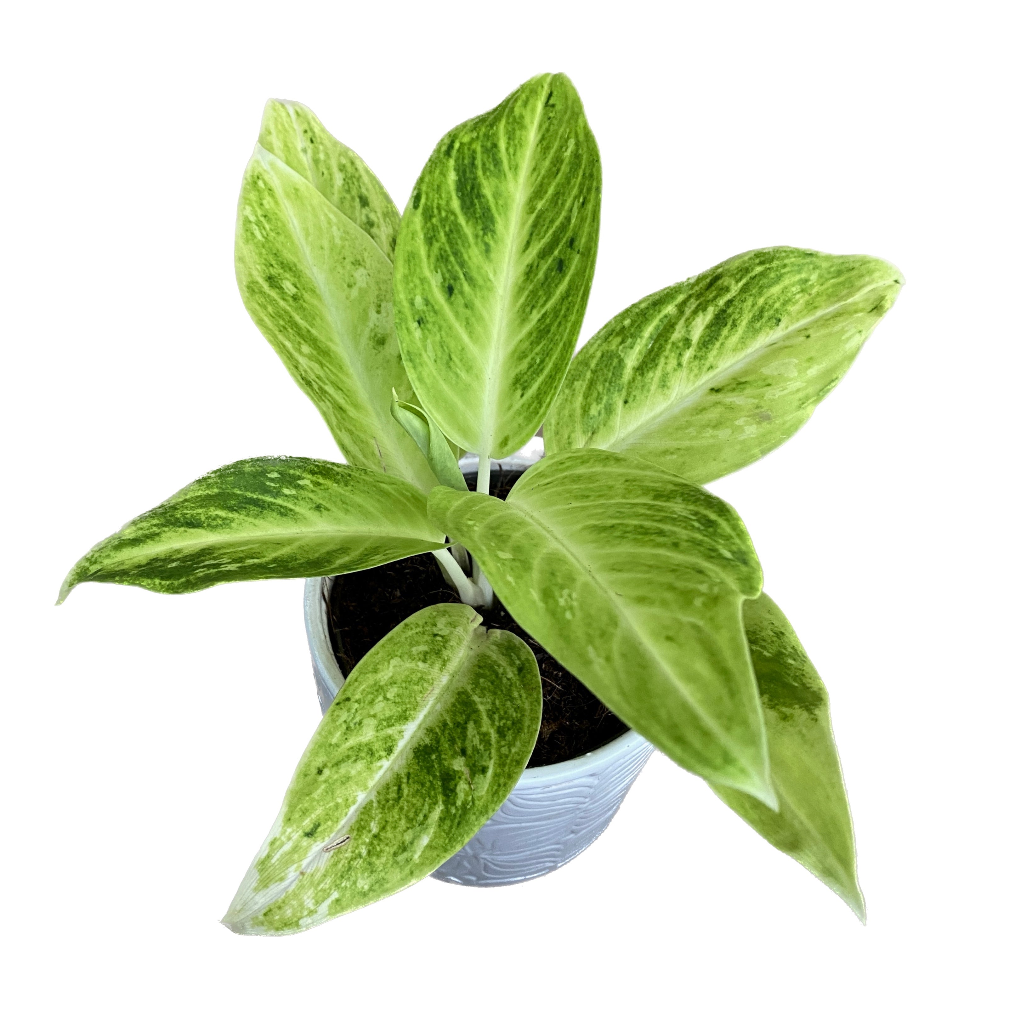 Aglaonema 'Citronelle'