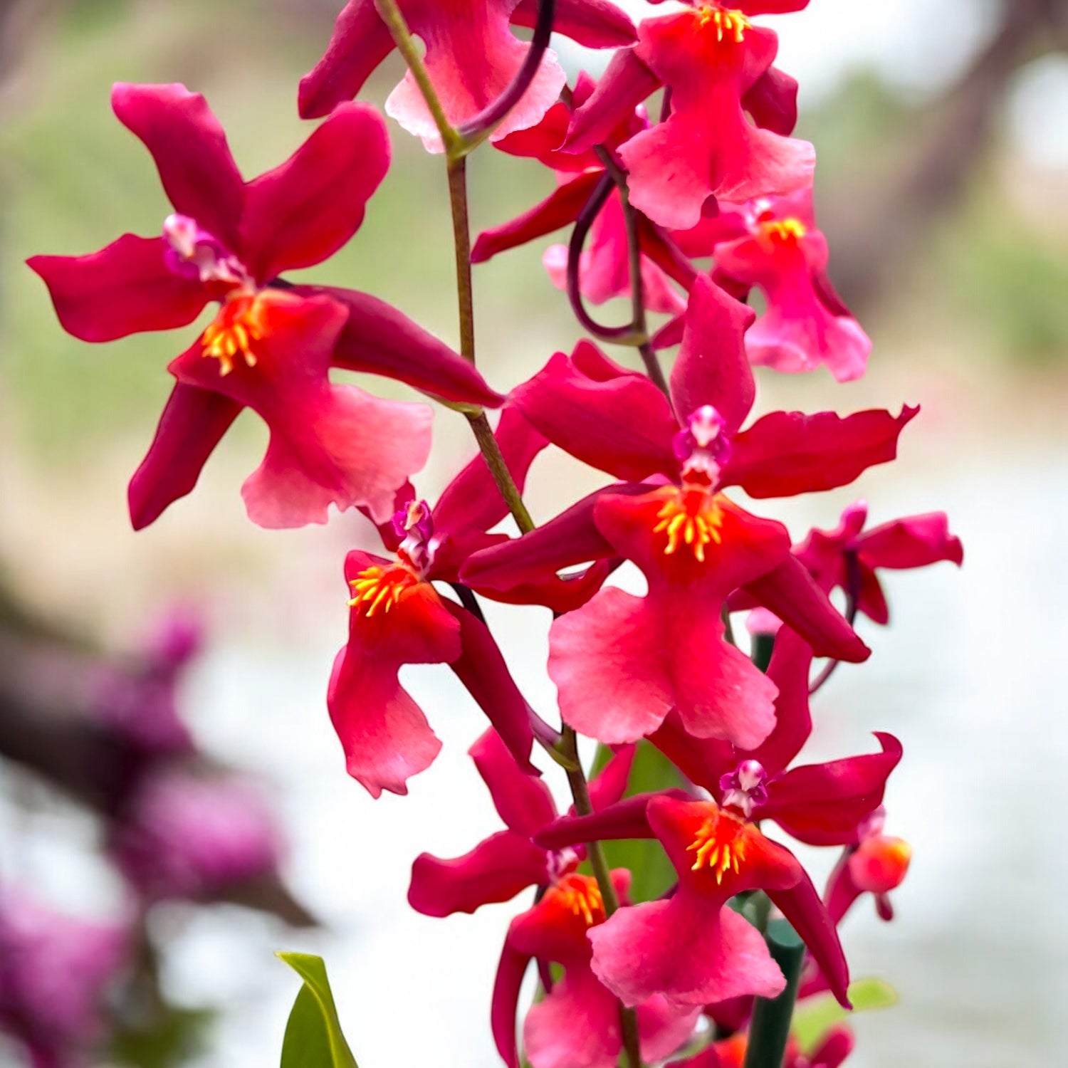 Burrageara Stefan Isler