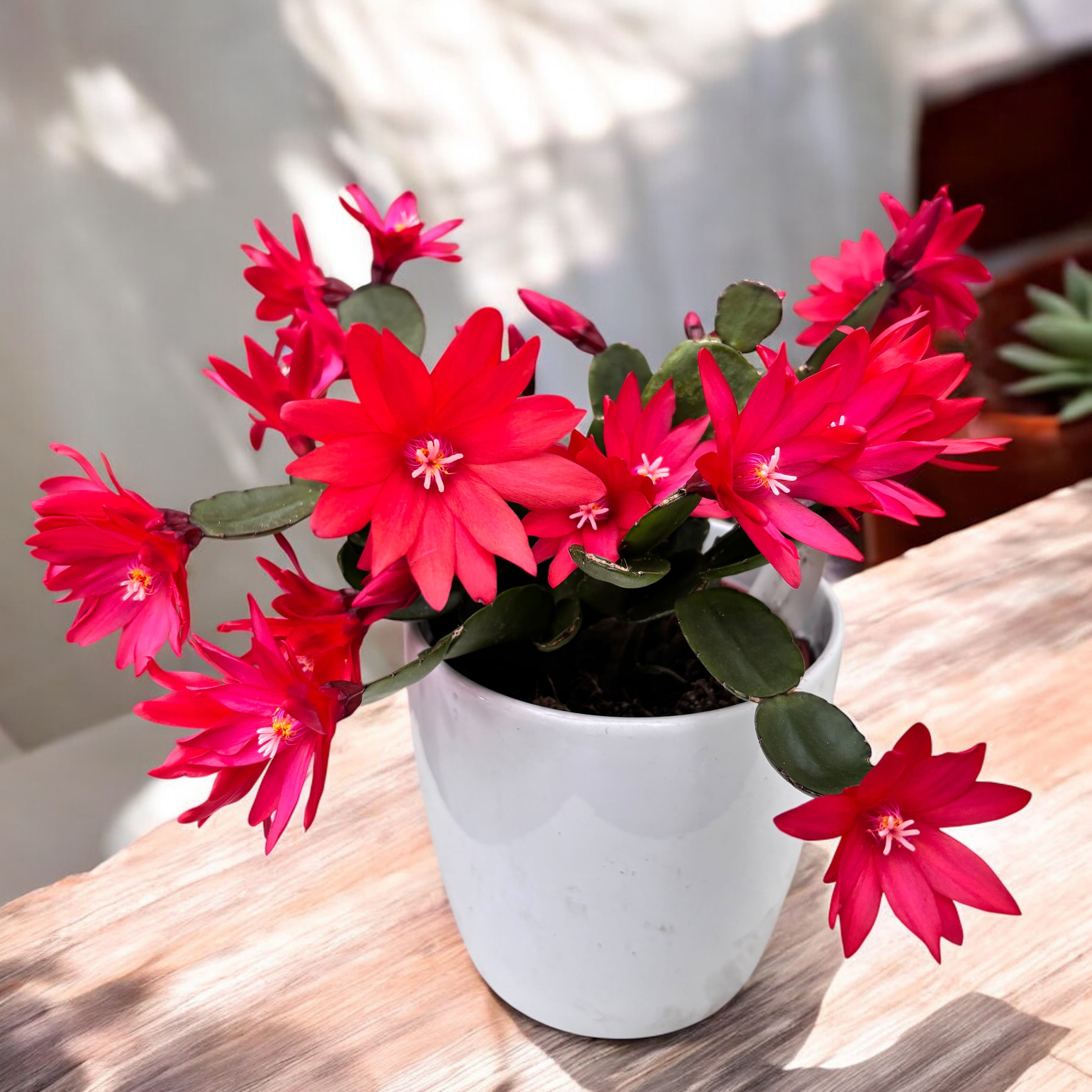 Rhipsalidopsis ‘Scorpius’ (floarea pastelui) 3-4pp