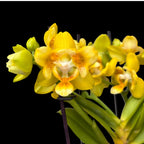 Phalaenopsis Norman's Yellow Batman - flori pelorice parfumate