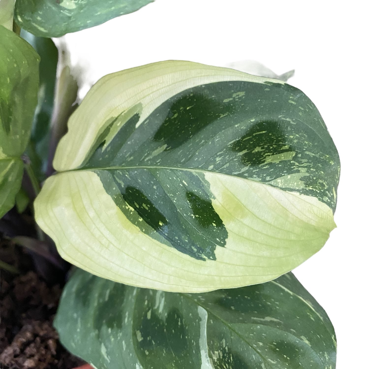 Maranta Leuconeura var. kerchoveana 'Variegata' (Maranta ‘Beauty Kim’, Fiesta) 2pp