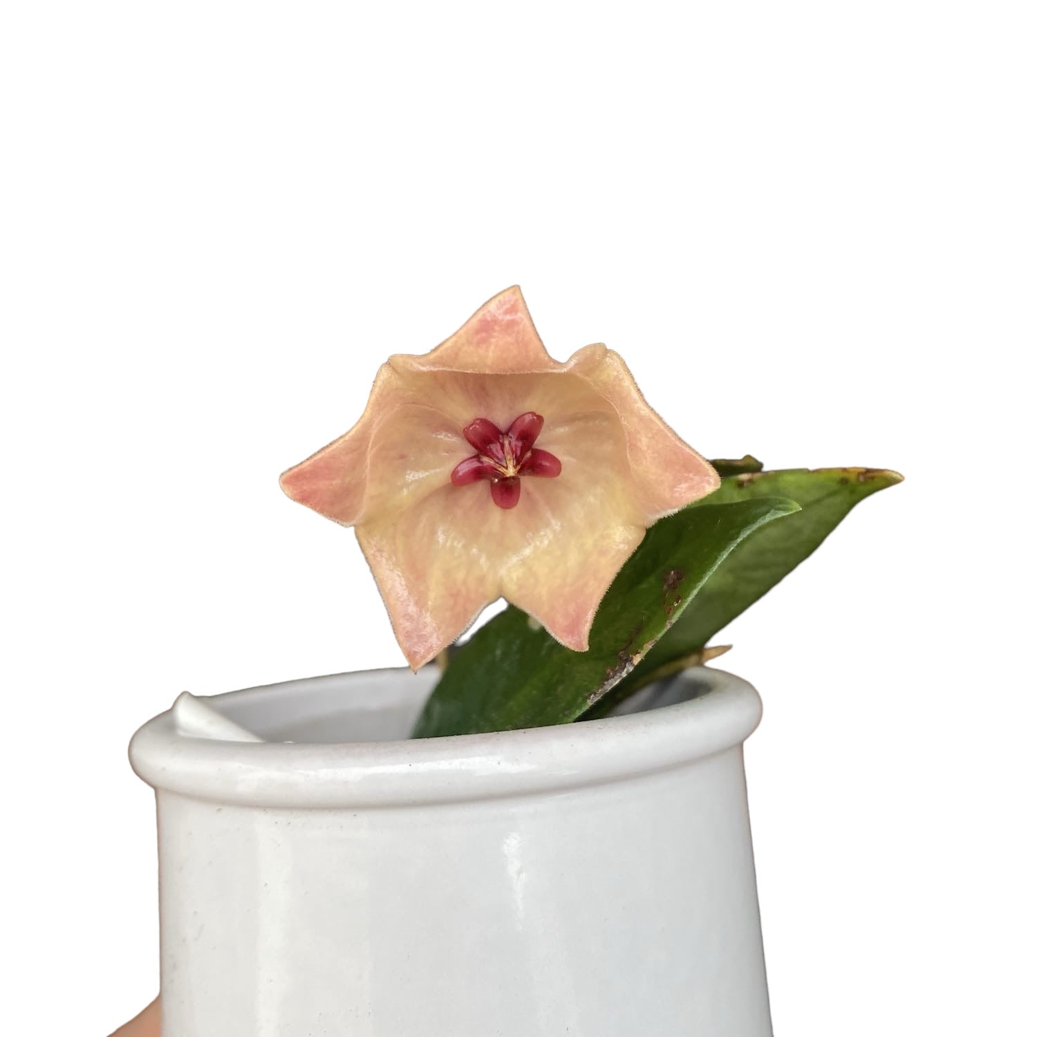 Hoya patella 'Pink' (IML 1096)