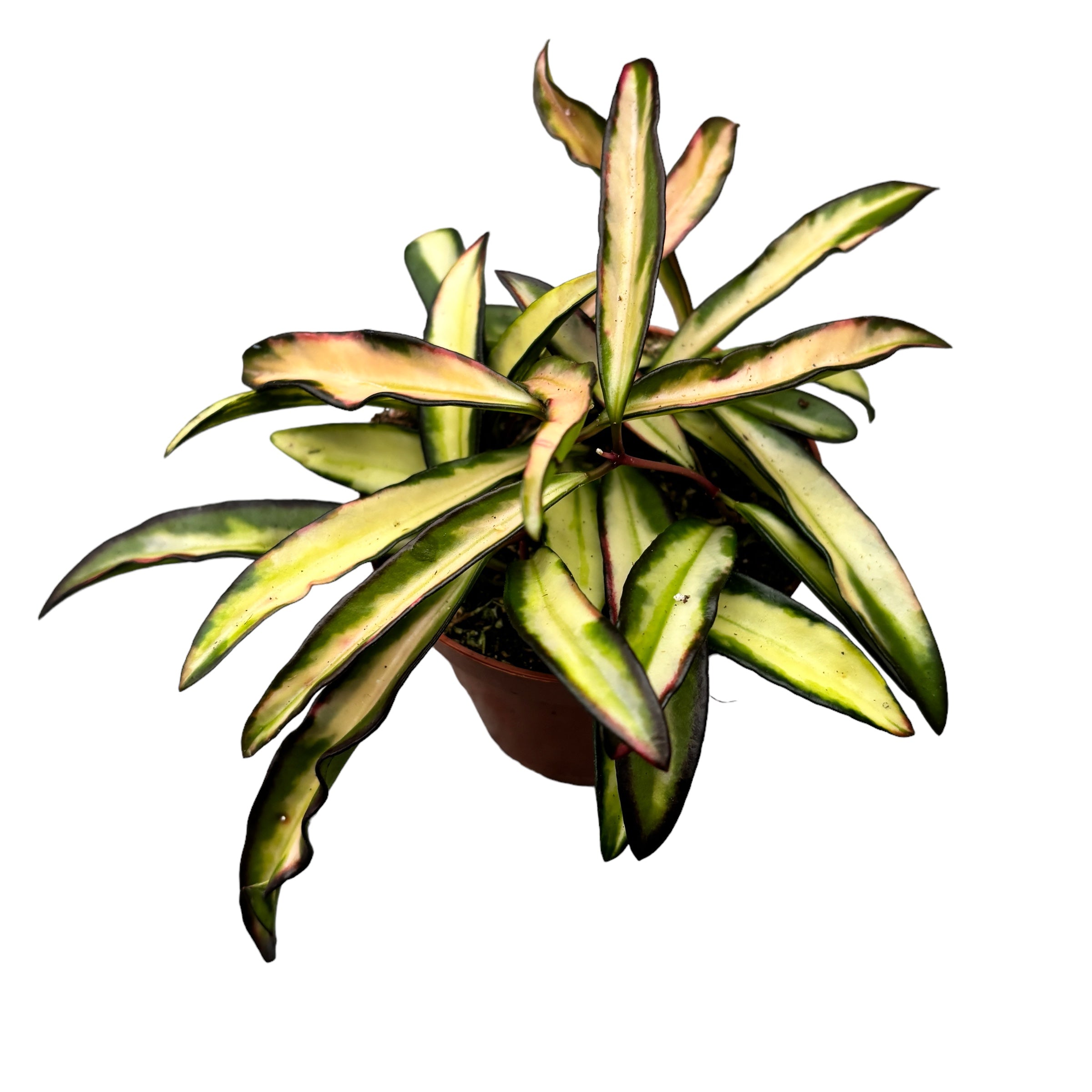 Hoya wayetii 'Variegata' - full pots D9