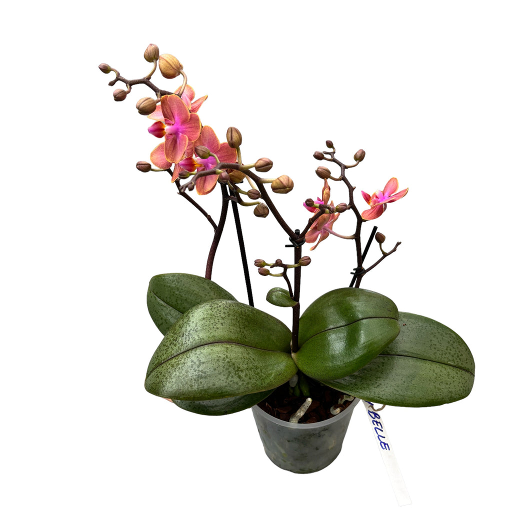Phalaenopsis Dusty Belle D12 parfumée
