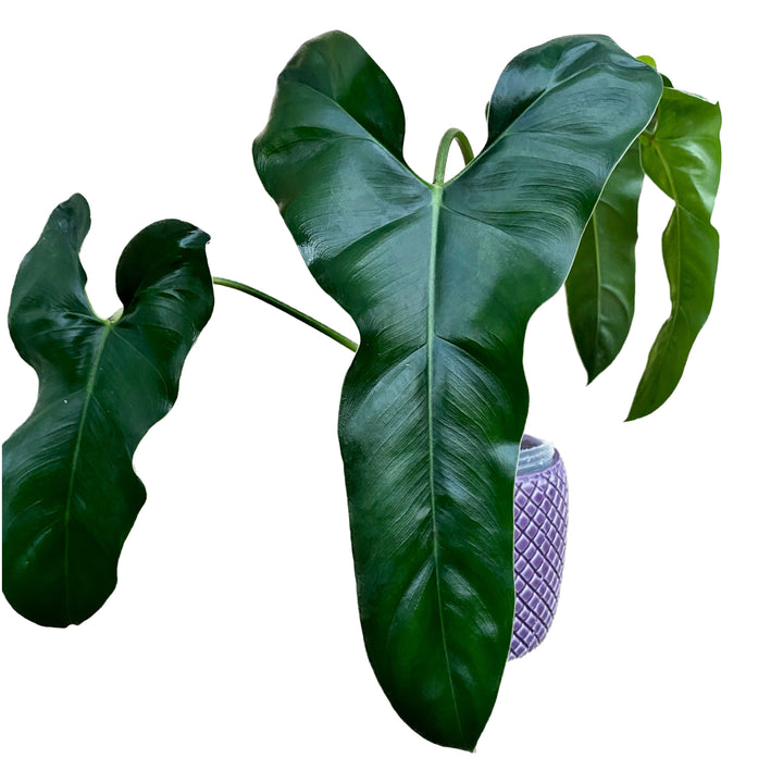 Philodendron mexicanum