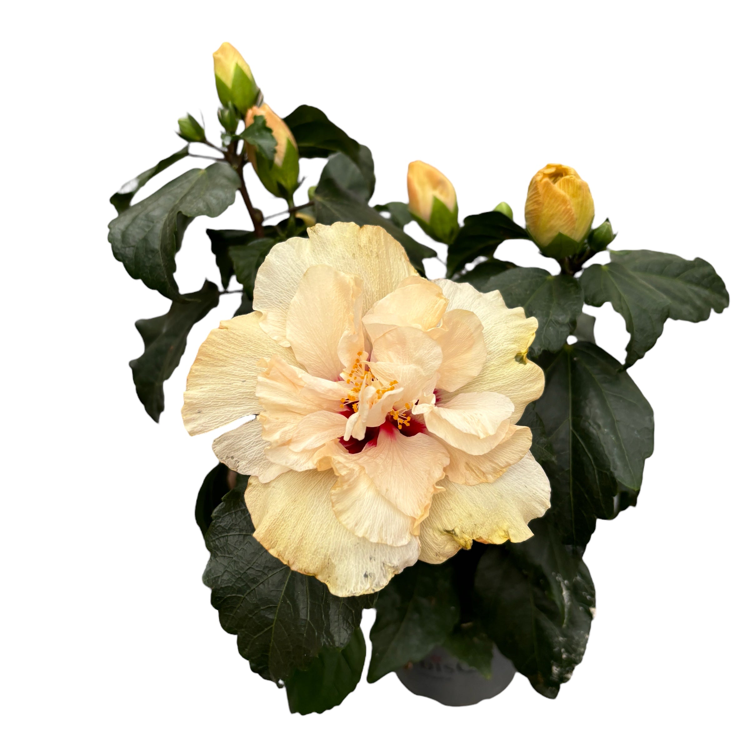 dwarf double white hibiscus potted plant Hibiscus Adonicus 'Double White'