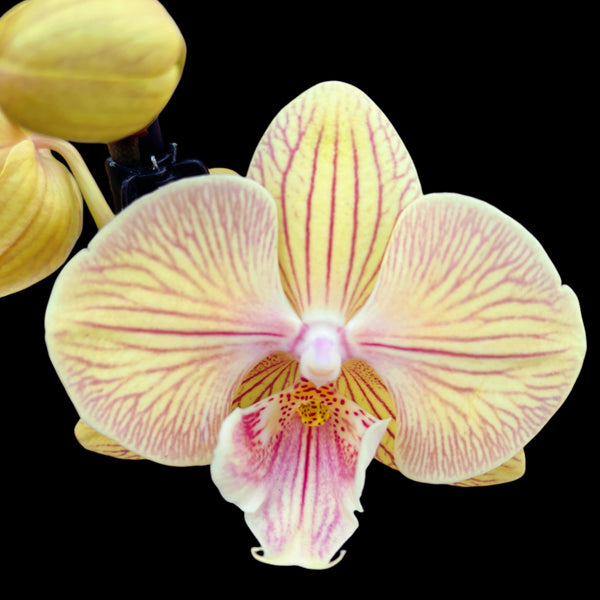 Phalaenopsis 'Zalm' big lip