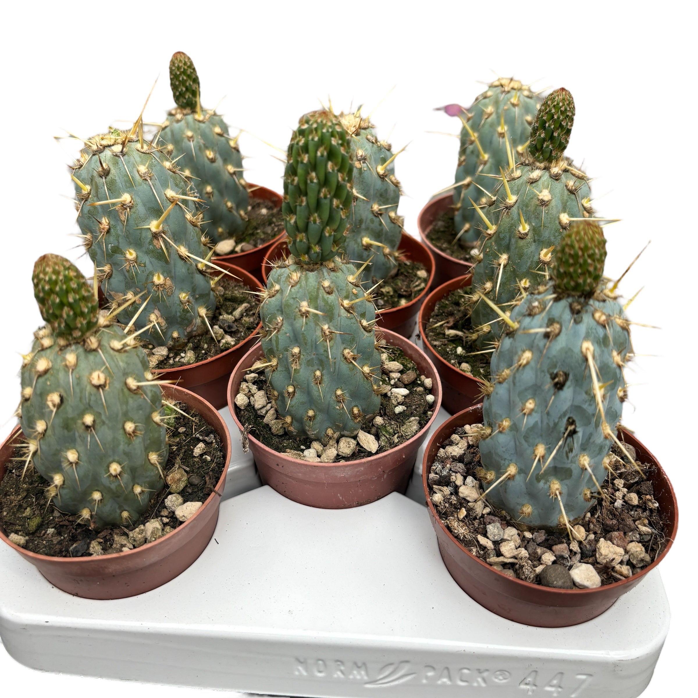 Cylindropuntia Miquelli