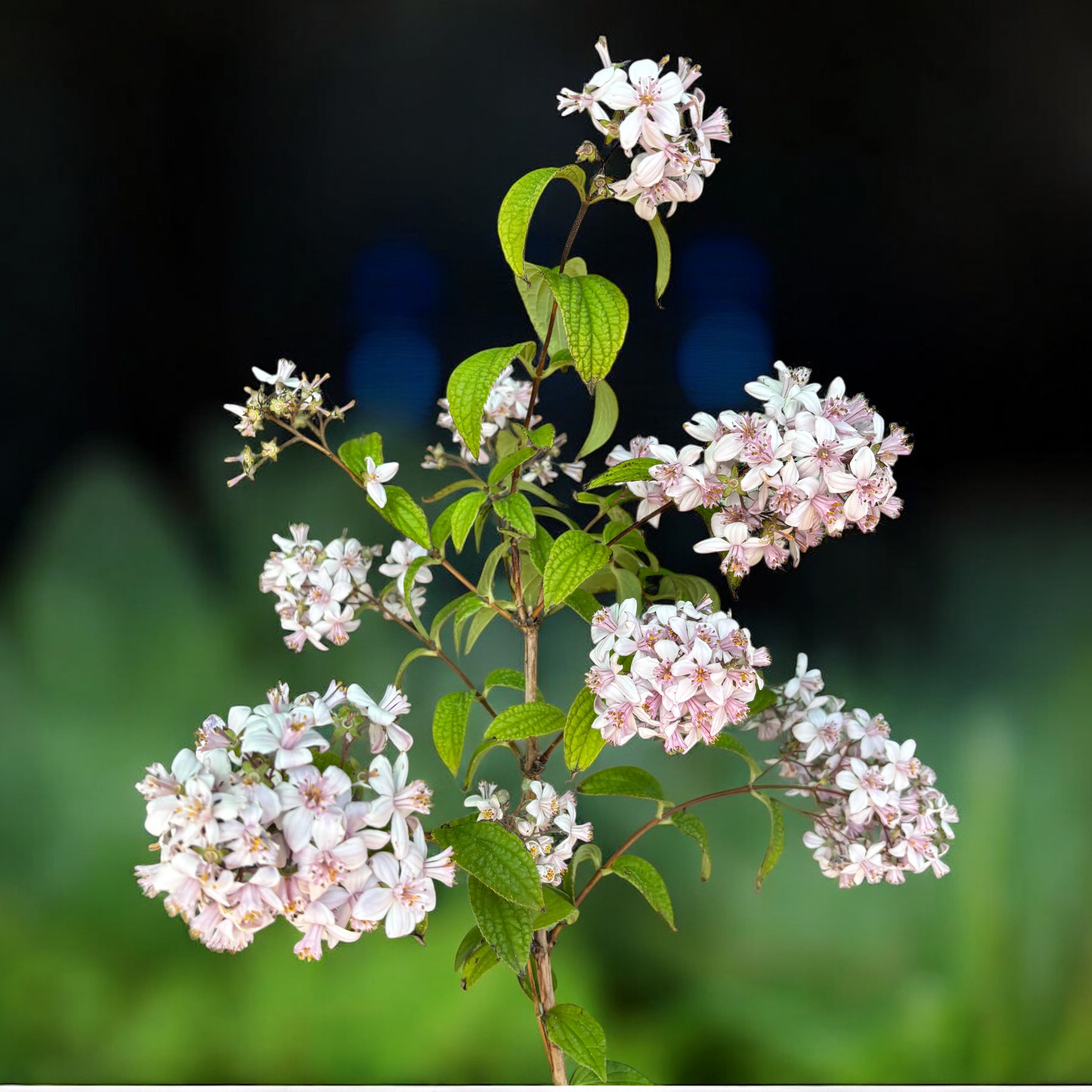 Deutzia x hybrida 'Mont Rose'