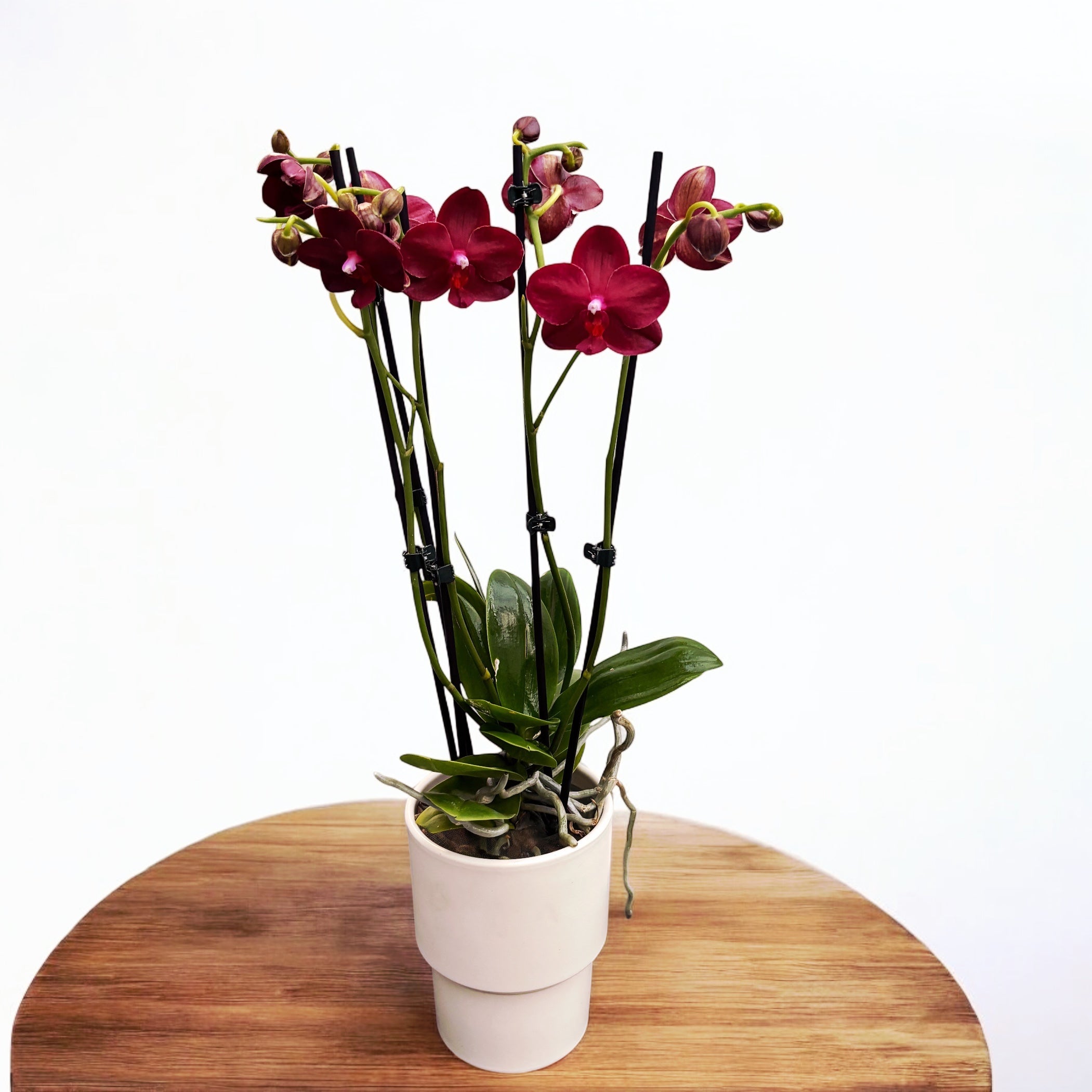 Phalaenopsis Allura Amour Pourpre