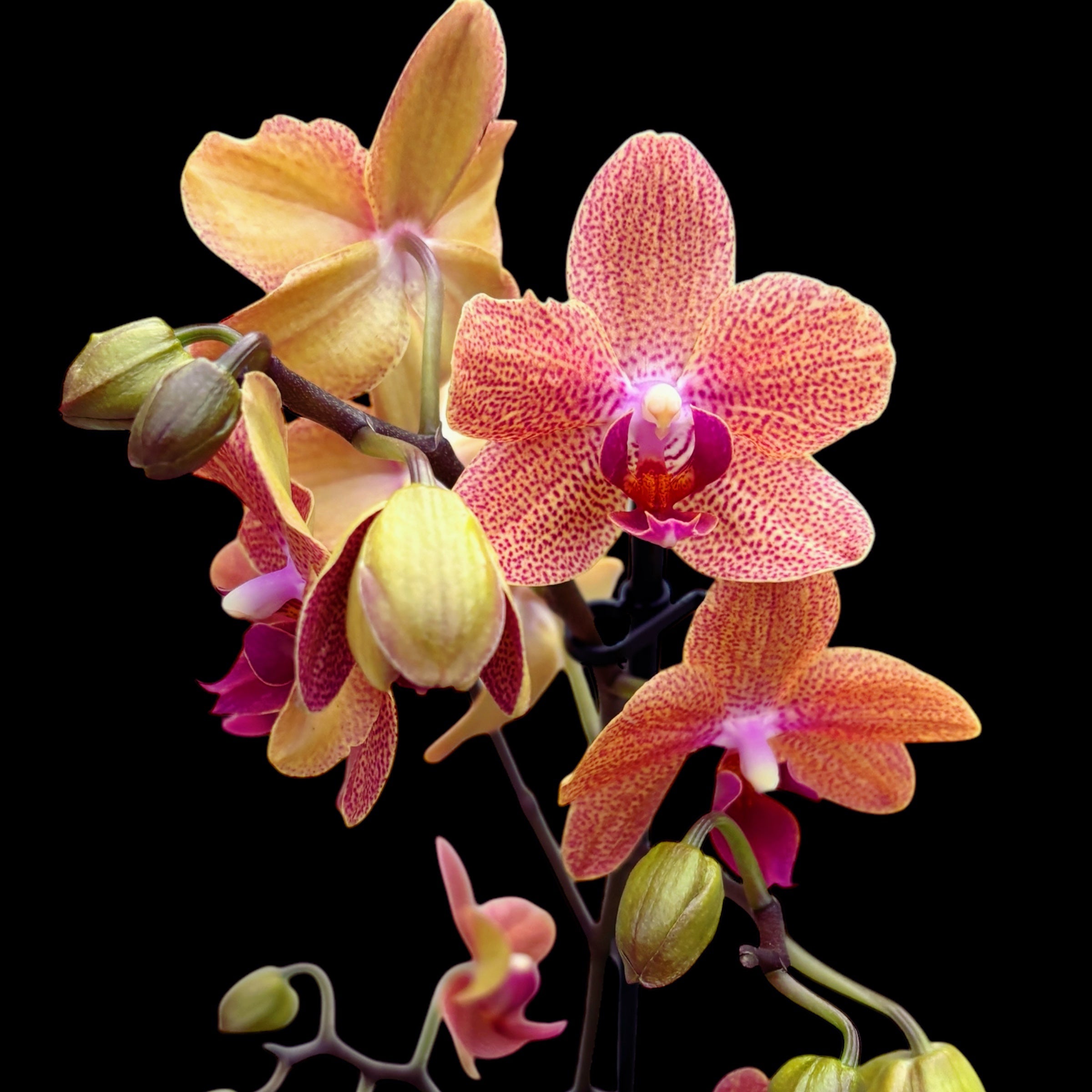Phalaenopsis Sunset Love