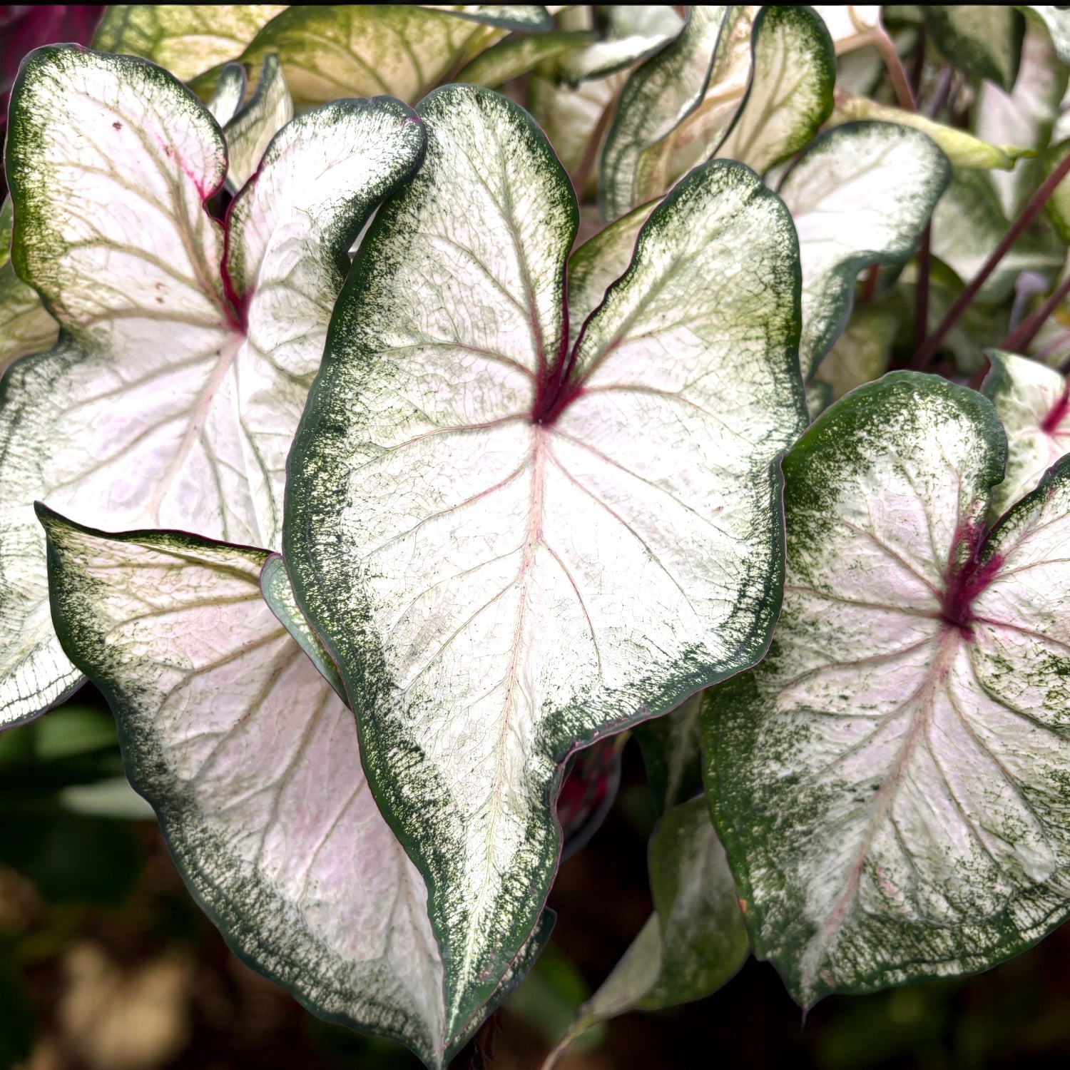 Caladium 'White Wonder’
