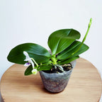 Phalaenopsis Miki Blue Angel C1 'Blue Diamond' - fleurs parfumées