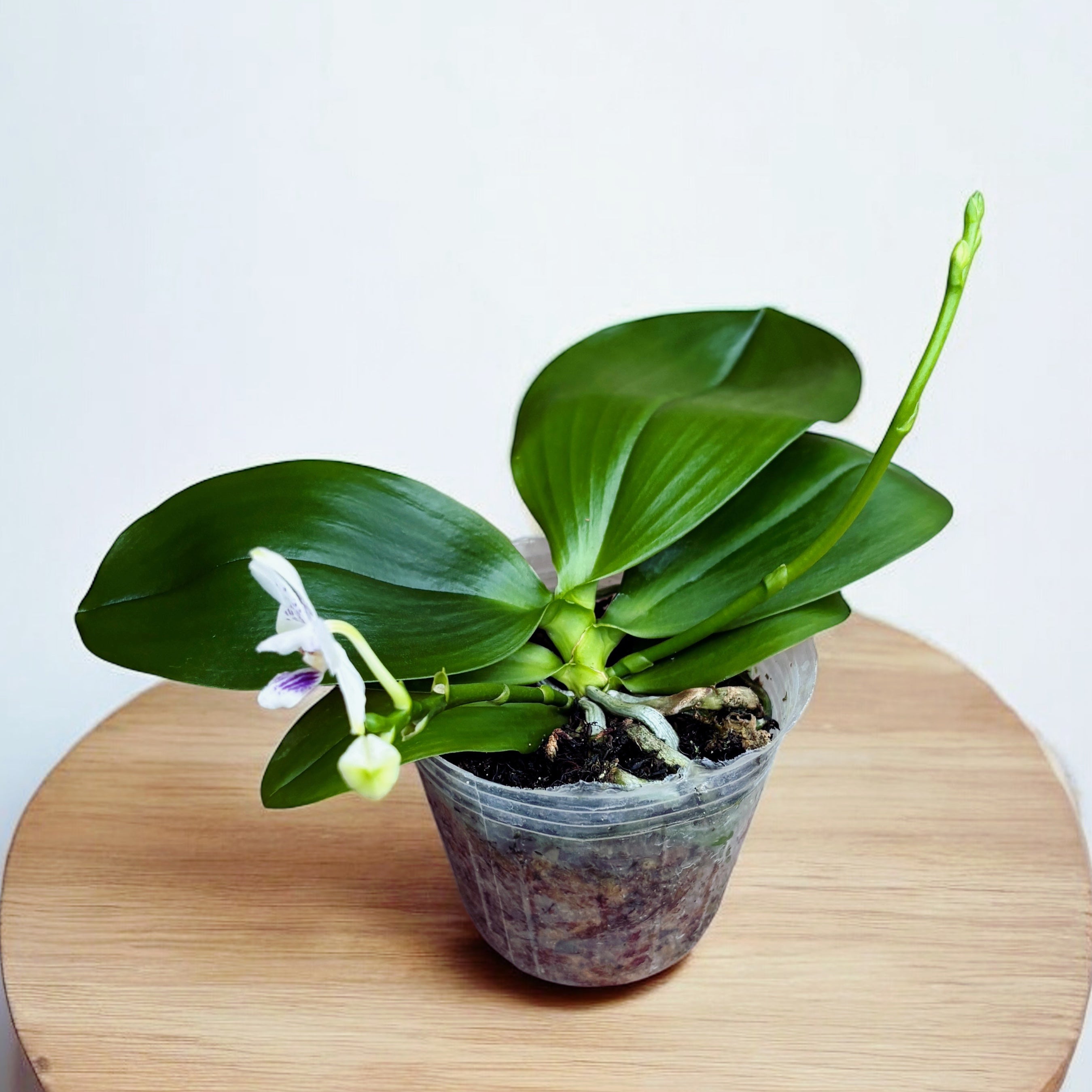 Phalaenopsis Miki Blue Angel C1 'Blue Diamond' - fleurs parfumées