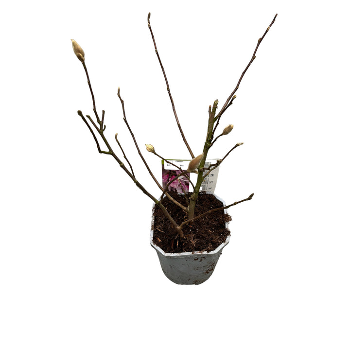 Magnolia loebneri 'Leonard Messel' H45cm