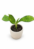 Dieffenbachia 'Crocodile'