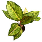 Aglaonema 'Corn Silk’