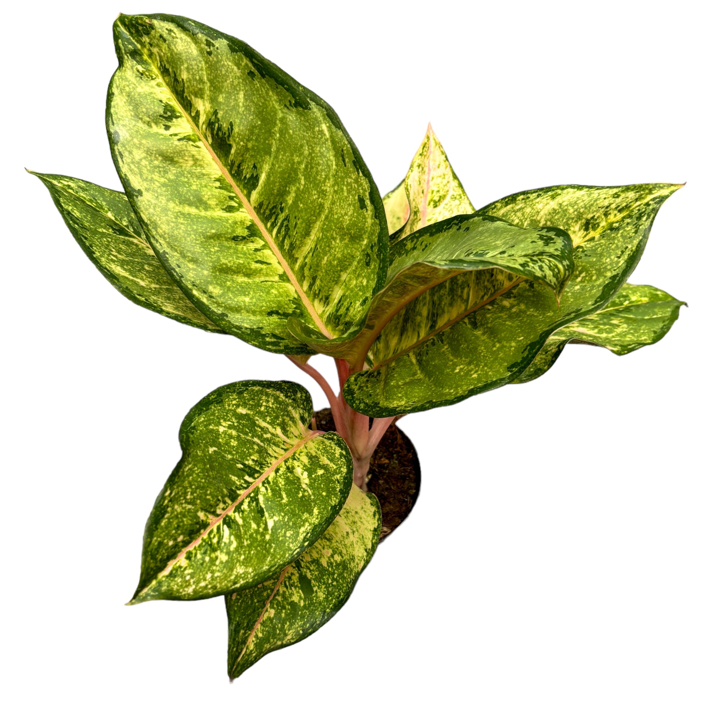 Aglaonema 'Corn Silk’