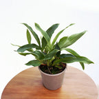 Promenaea xanthina - duftende Blumen