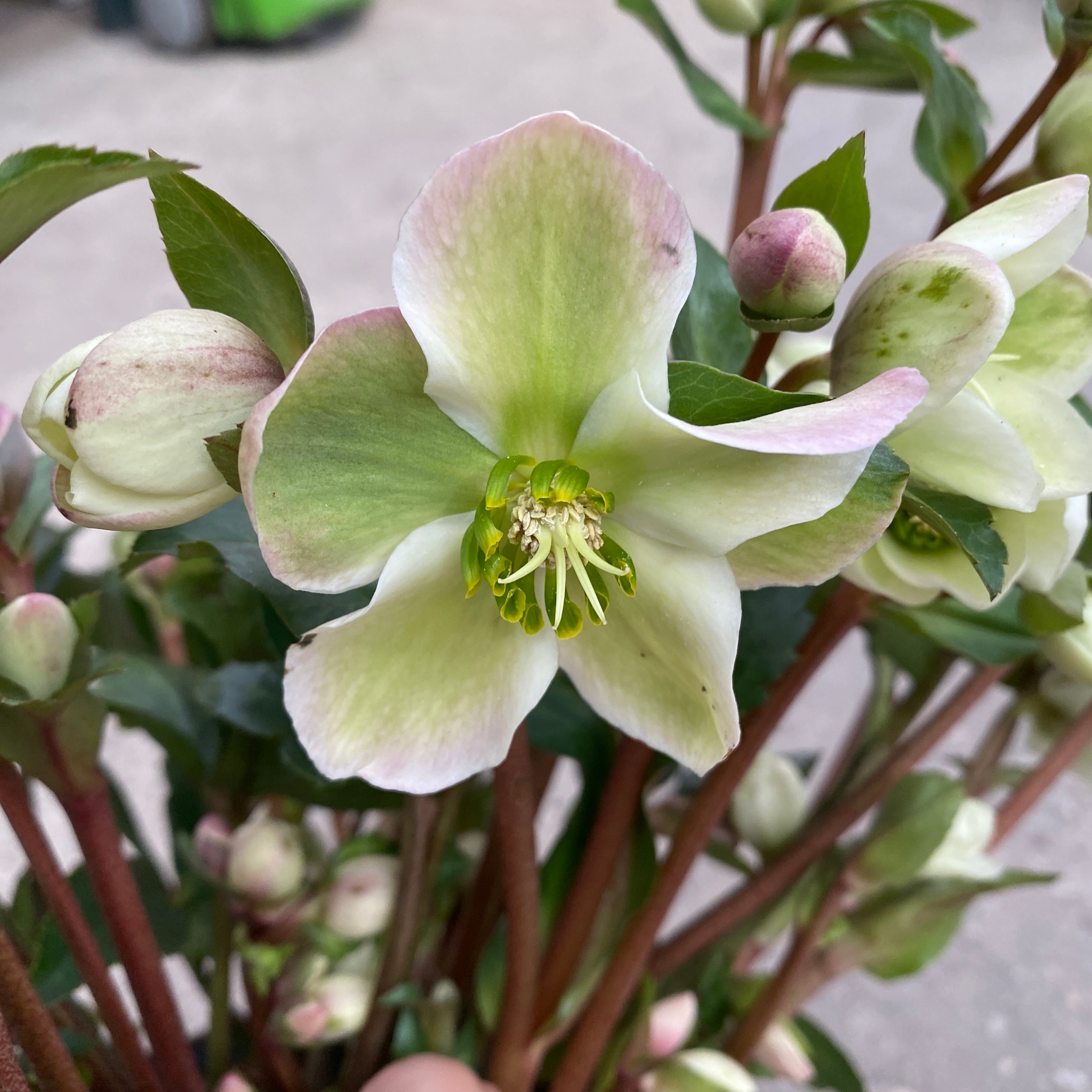 Helleborus 'Angel Glow' (Spanz)