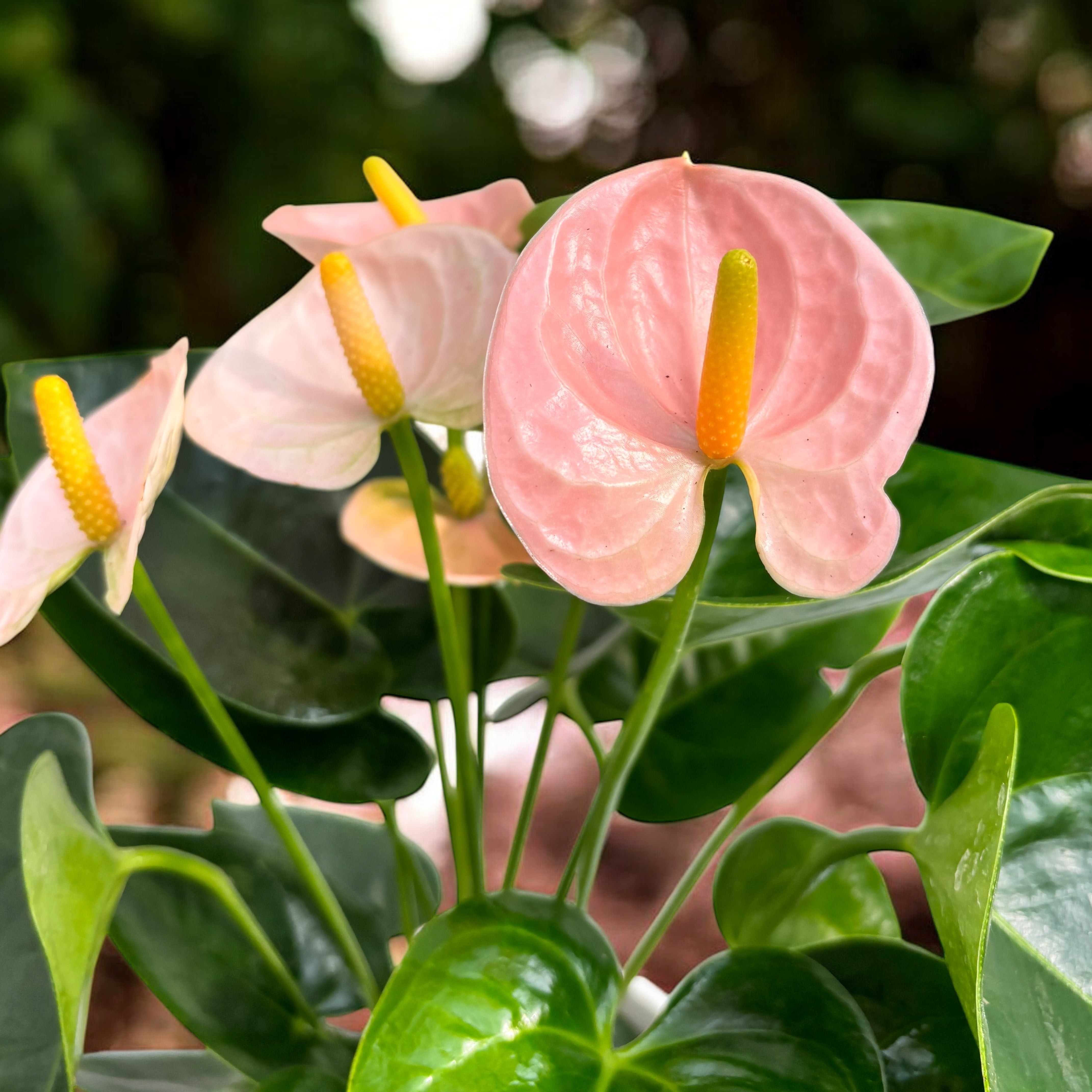 Anthurium 'Spirit' – eleganza tropicale in tonalità di rosa