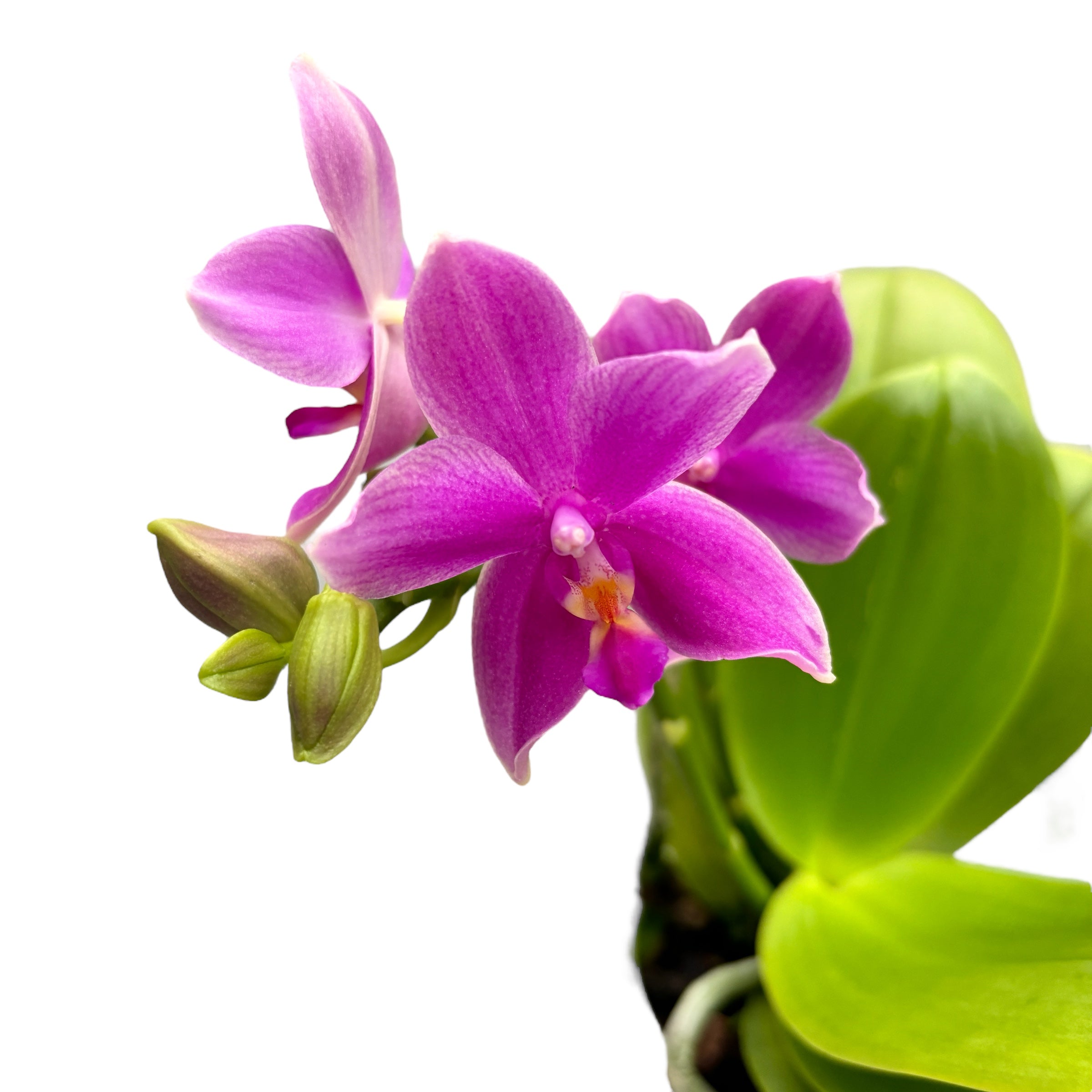 Phalaenopsis Miki Flora (Aromio Cherry Blossom) intensely fragrant waxy flowers