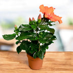 Hibiscus Hera - flori XL (2 plante/ghiveci)
