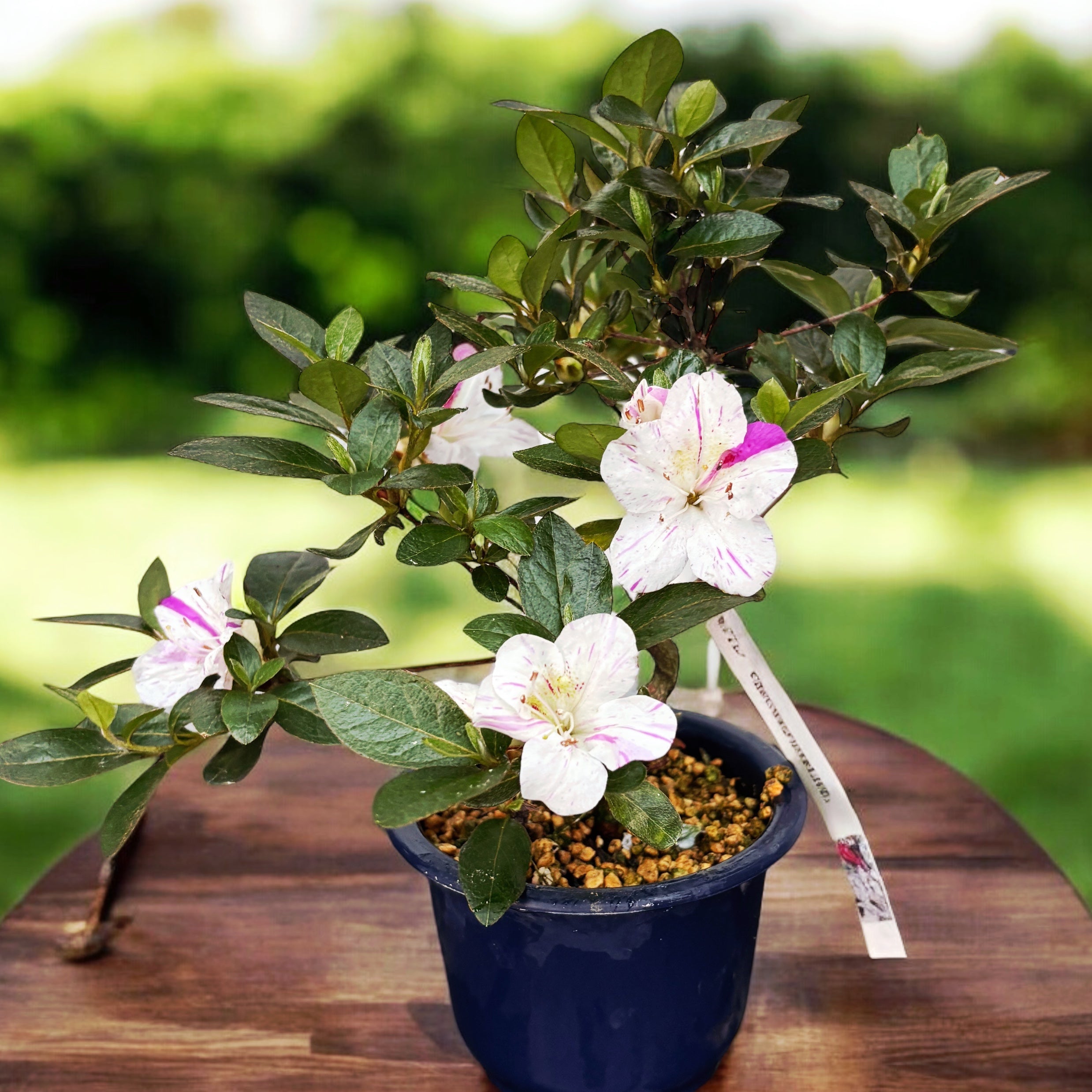 Bonsai Rhododendron indicum ‘Kamioyamakirin’ -  Azalee japoneza cu flori bicolore