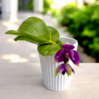Phalaenopsis violacea var. indigo (peloric - 3-lips)