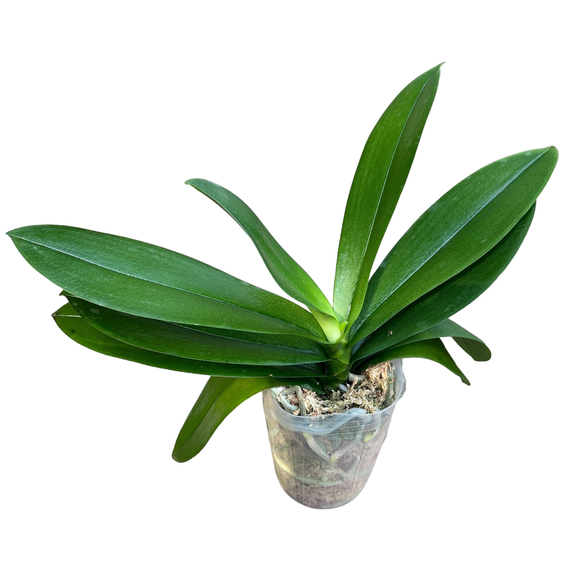 Phalaenopsis Little Gem Stripes (peloric - butterfly)