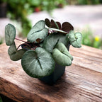 Cyclamen coum 'Silver Leaf' Vaaleanpunainen/Valkoinen - talven koru hopeanvärisillä lehdillä
