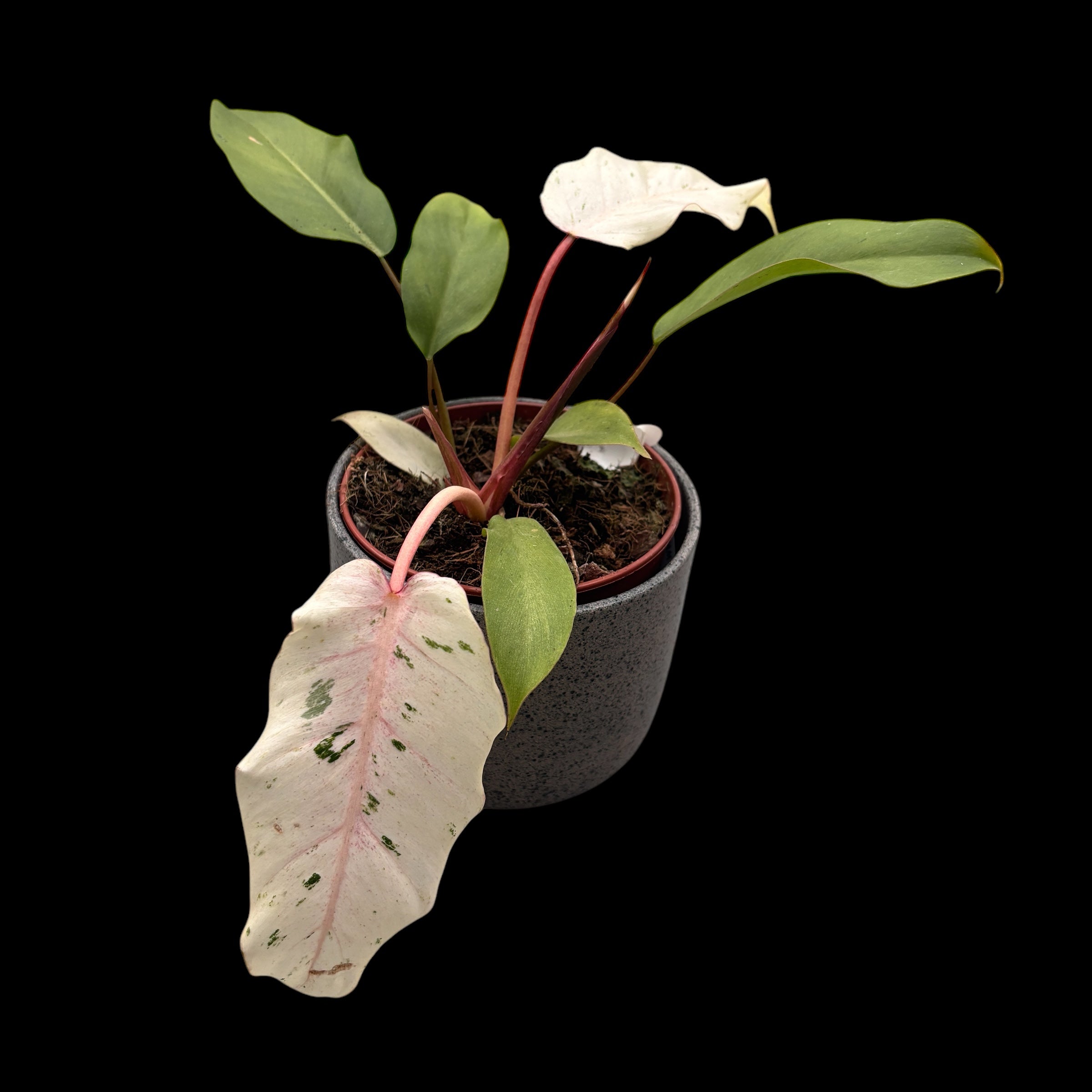 Philodendron 'Snowdrift'