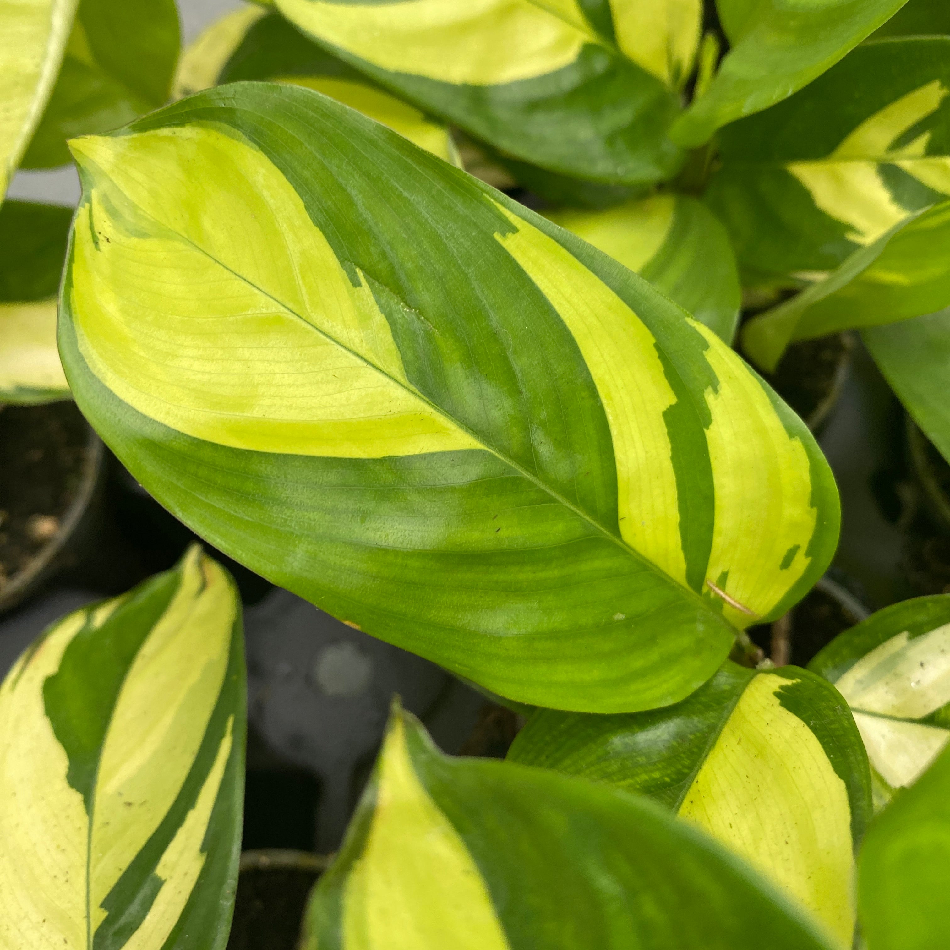 Ctenanthe Lubbersiana Golden Mosaic Babyplant Floraria Secret