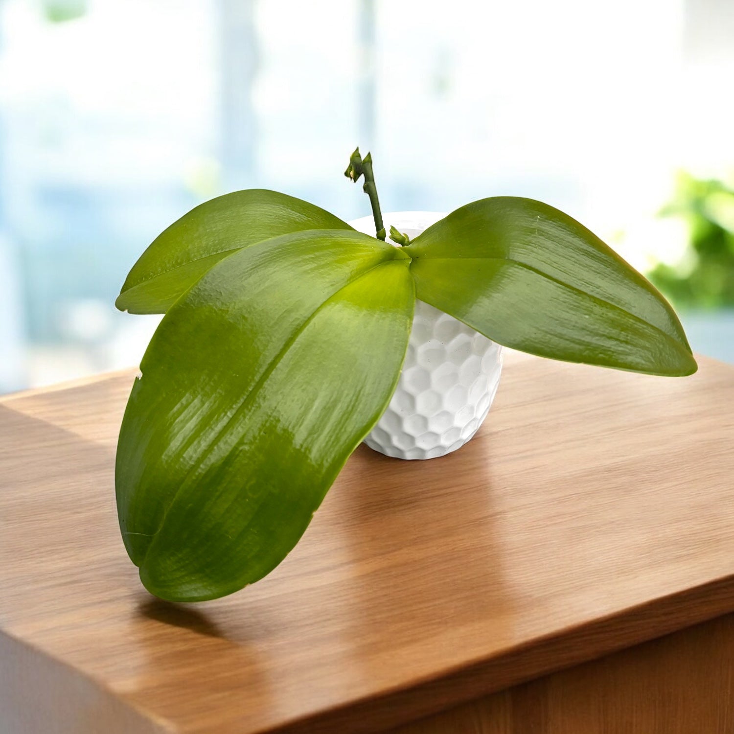 Phalaenopsis Mituo Obsidian 'Three Headed Dog' - parfumat